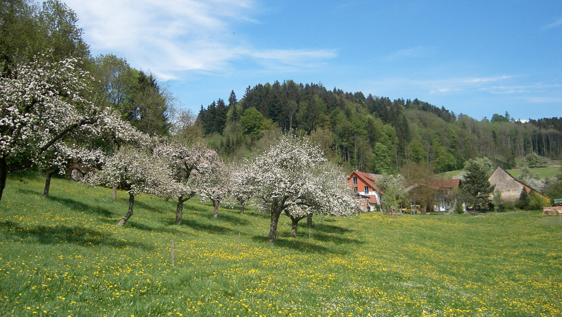 Ferienhof Sturm im Rotachtal